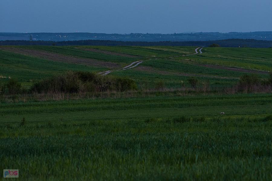 Polna droga w stronę Wysokiej Lelowskiej