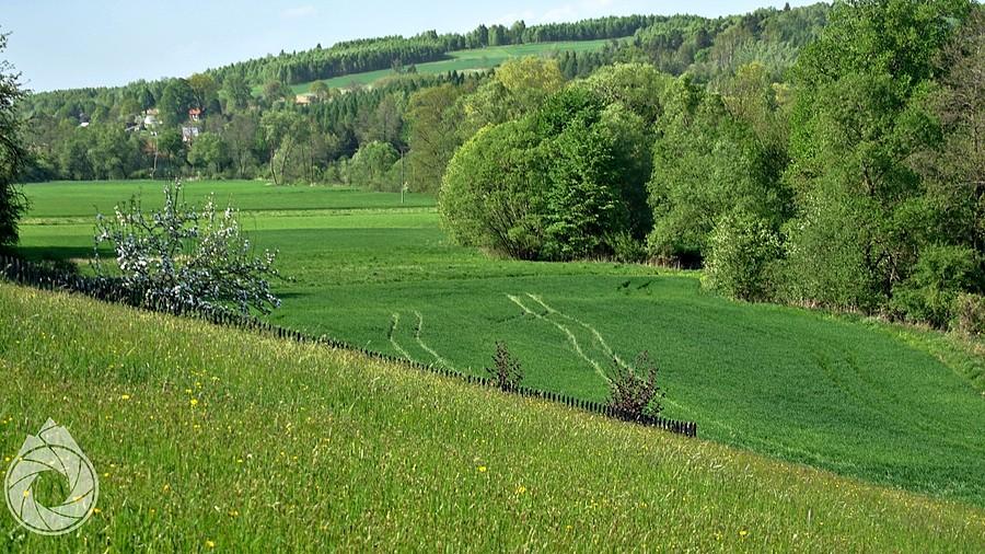 zieleń Wysokiej Strzyżowskiej