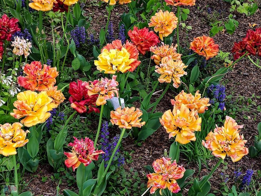 Tulipany przed CH KEN