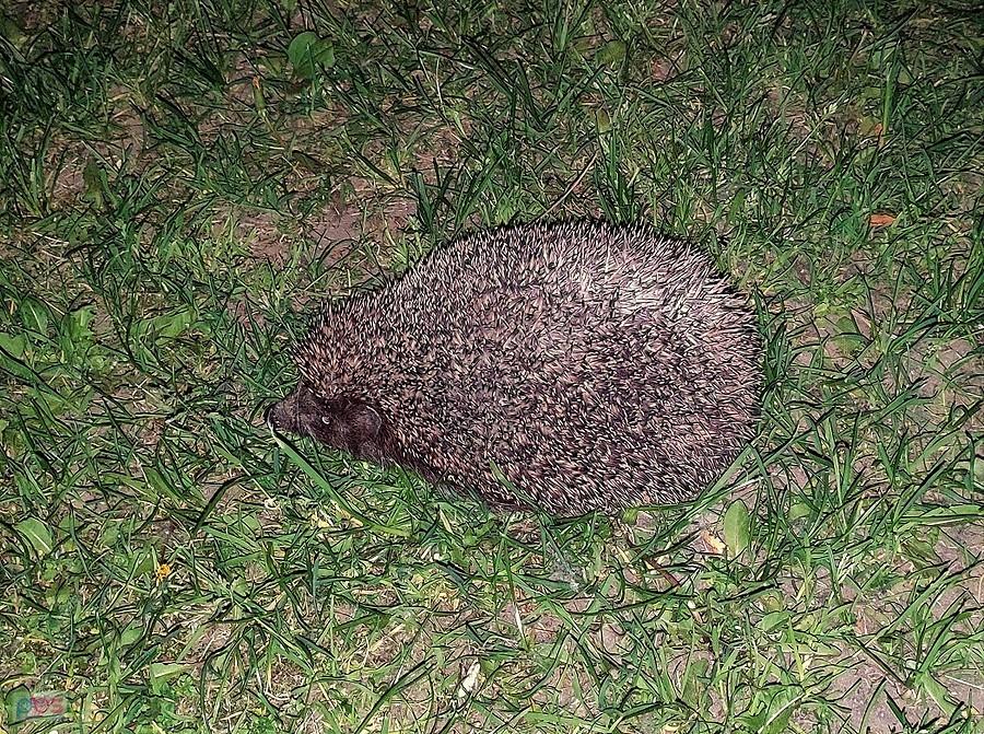 Chciał spacerować po ulicy, przeniosłem go na trawnik