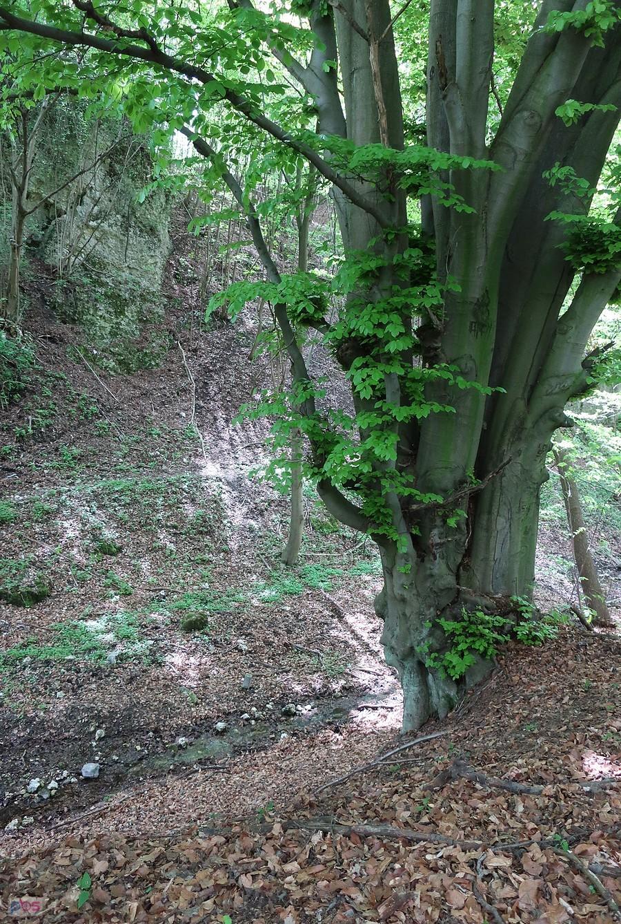 Buki nad Dzwonkiem