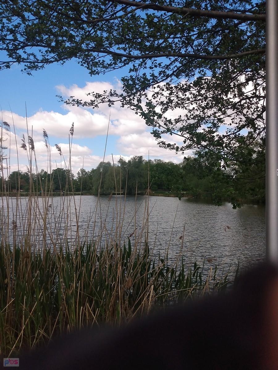 Staw w Zielonkach