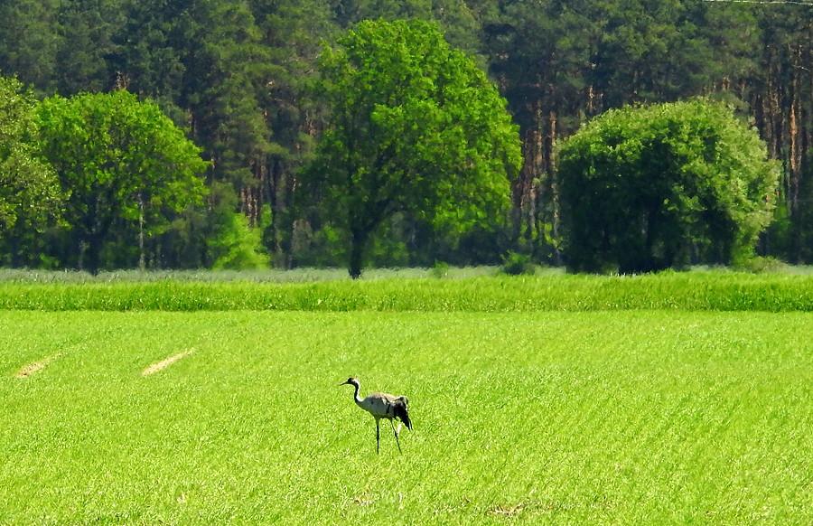 Landszaft z żurawiem