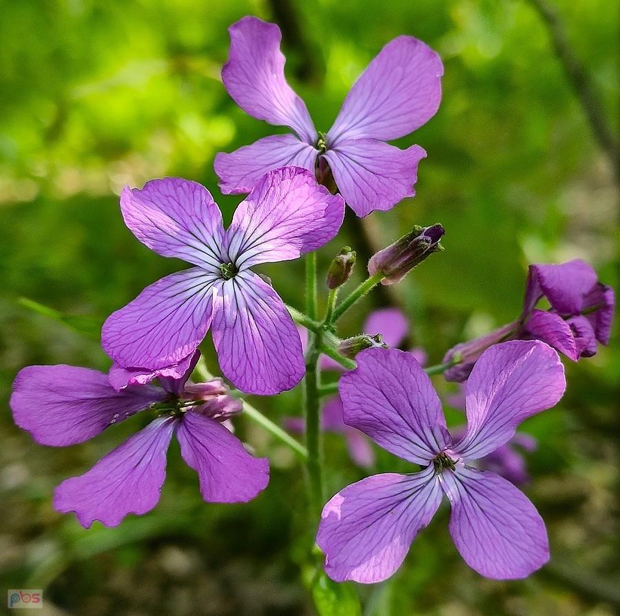 Kwiatki wieczornika
