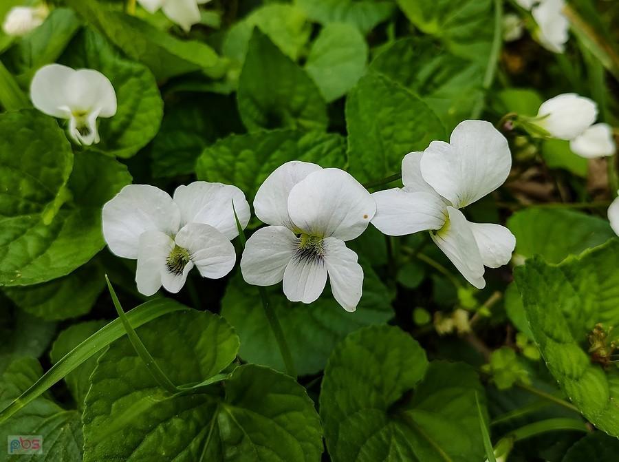 Trzy fiołki