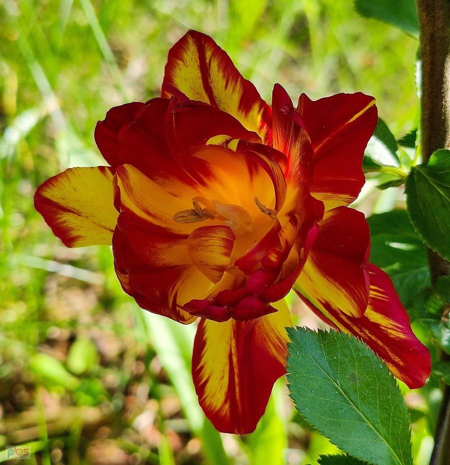 Słoneczny tulipan