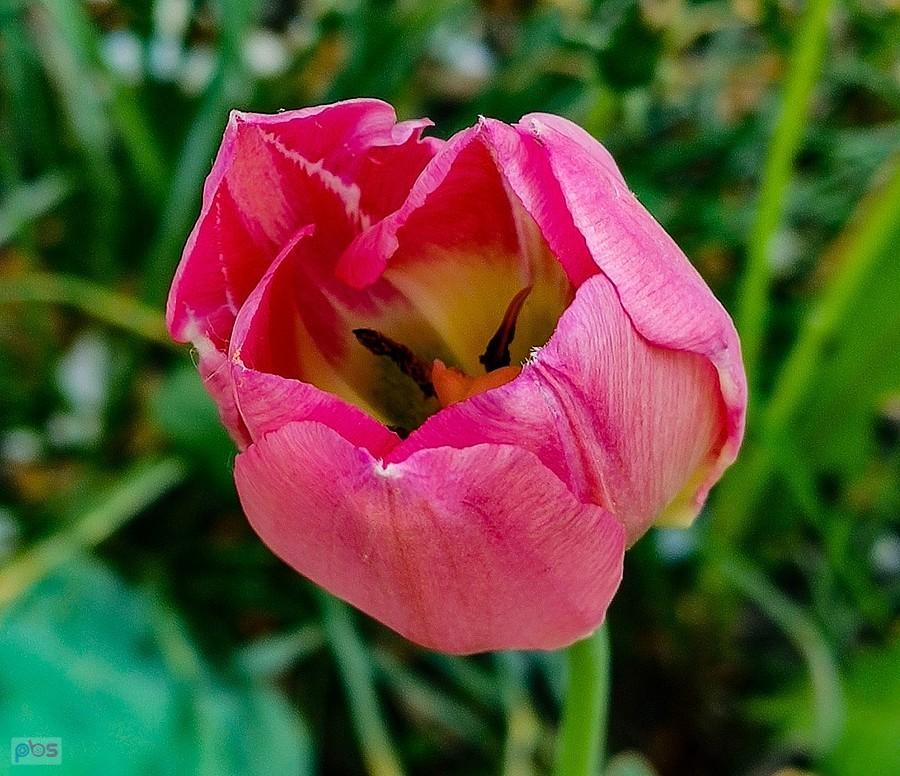Różowy tulipanik