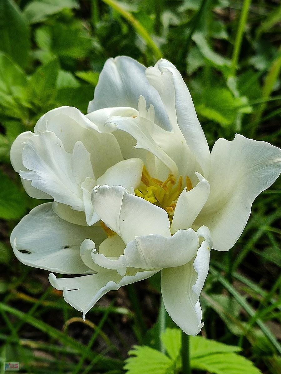 Roztrzepany tulipan