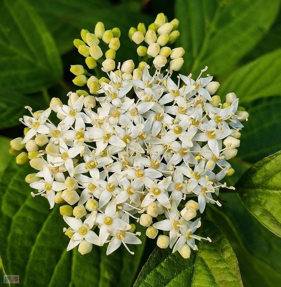 Kwitostan derenia