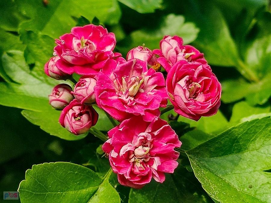 Kwiatuszki głoogu