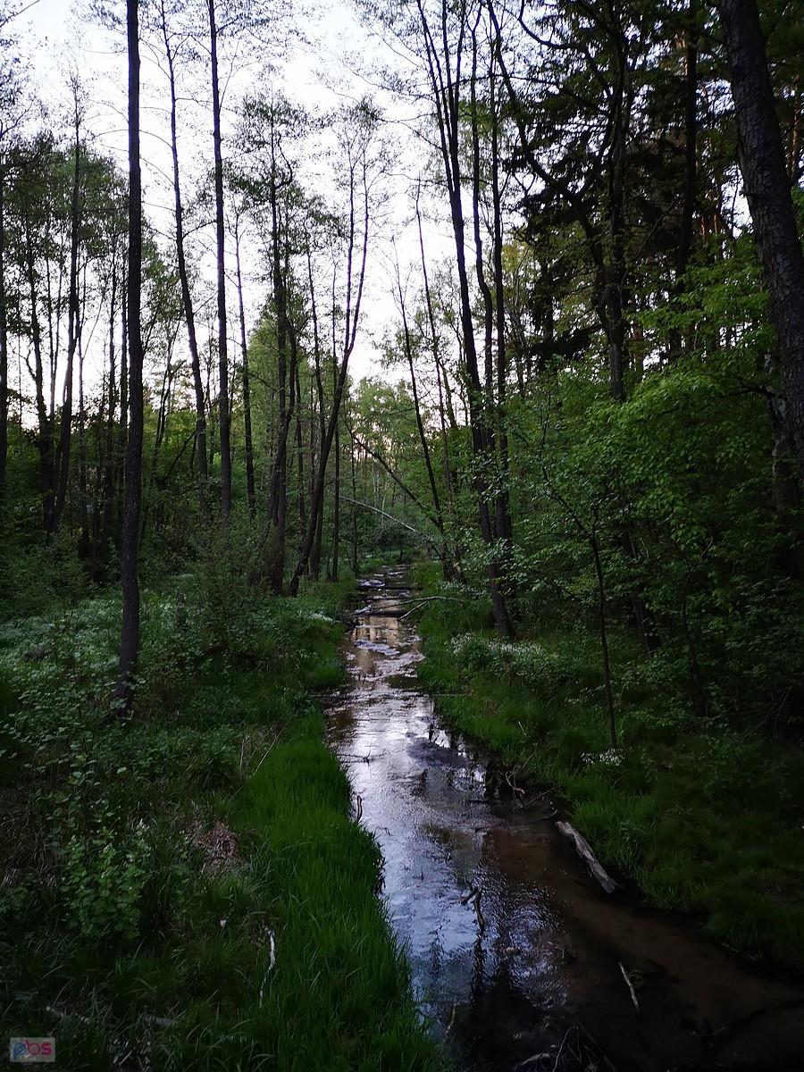 Linda wieczorową porą