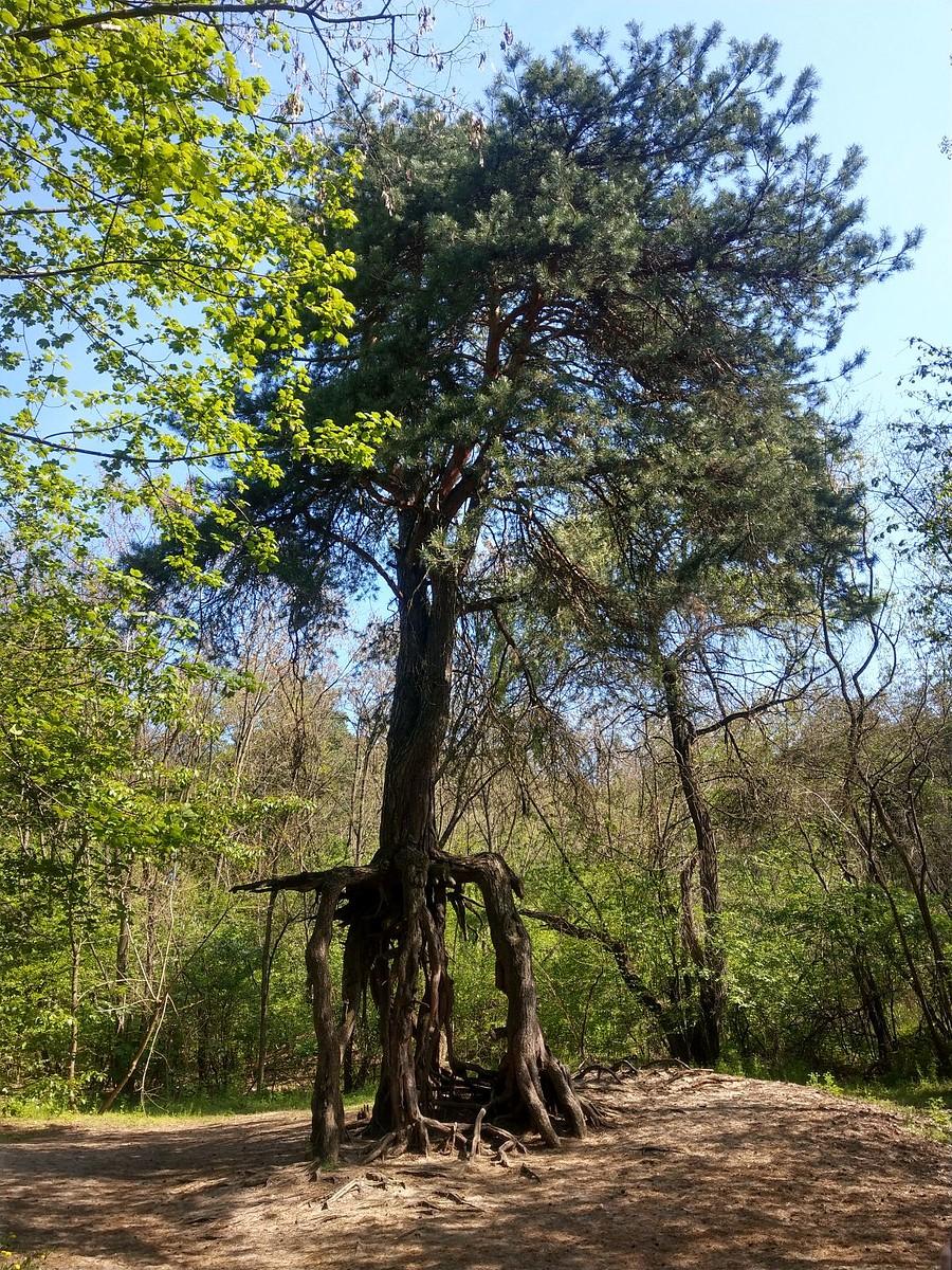 Sosna na szczudłach