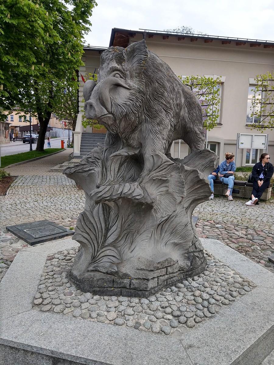 Dzik w Kielcach