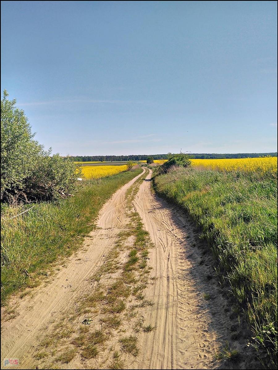 W stronę rzepaku
