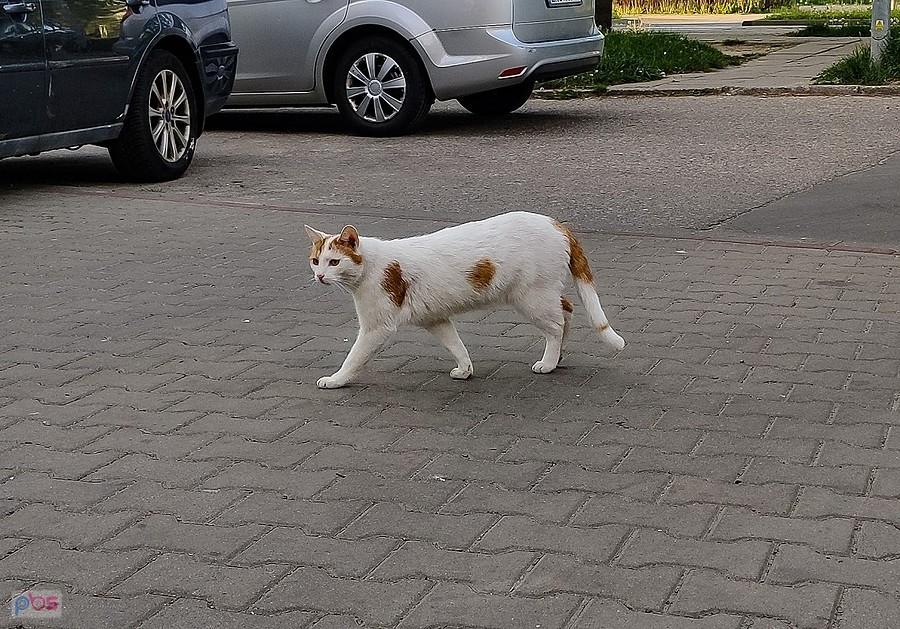 Kucur z blokowiska