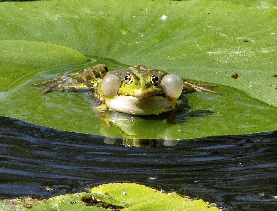 Nadęte żabsko