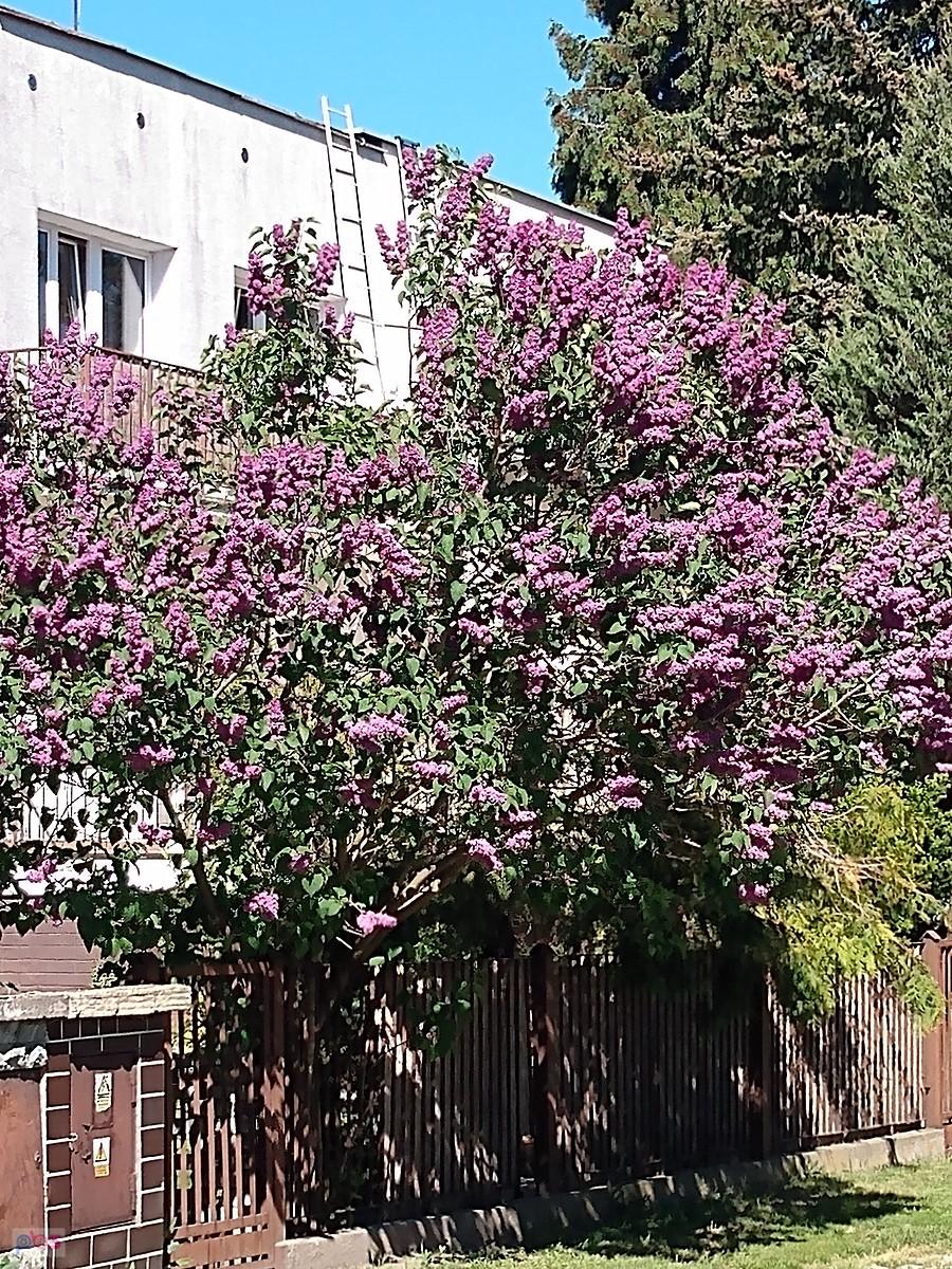 I znowu bez