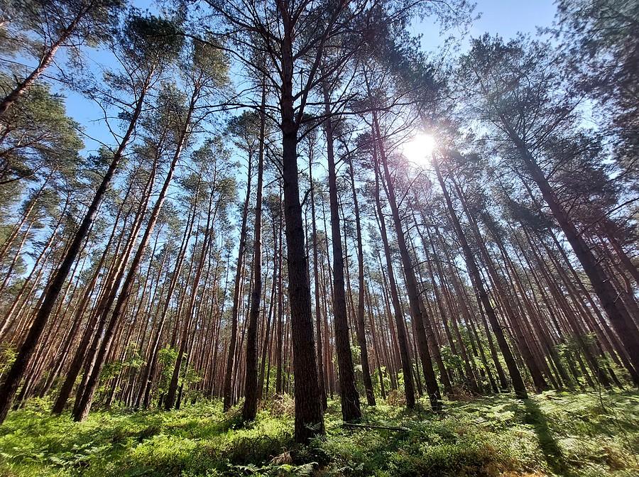 Najlepszy widok pod - dosłownie - słońcem