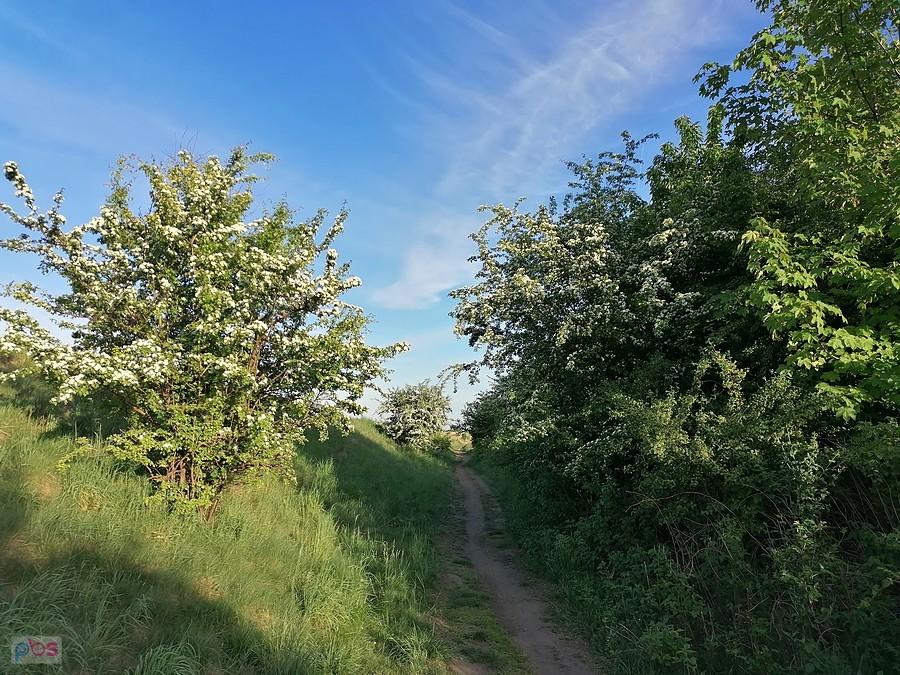 Singielek śladem wąskotorówki