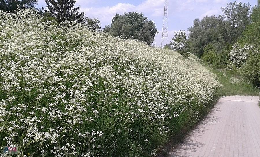 Jeśli to zioło to kwitnące zioło to krwawnik, to zielarze mogą wyjść na zbiory nad Wisłę.