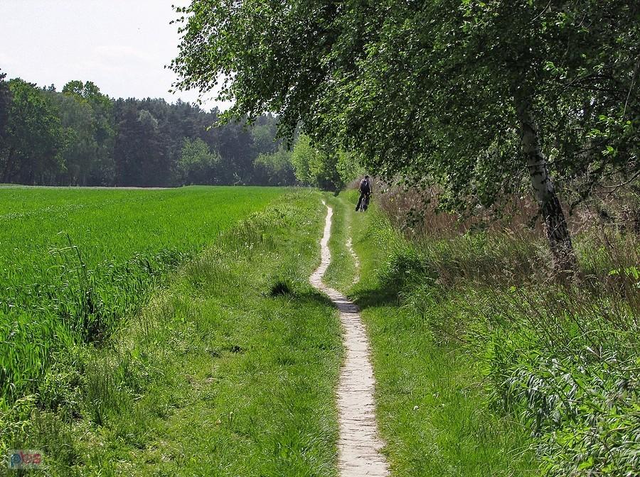 Polny singel