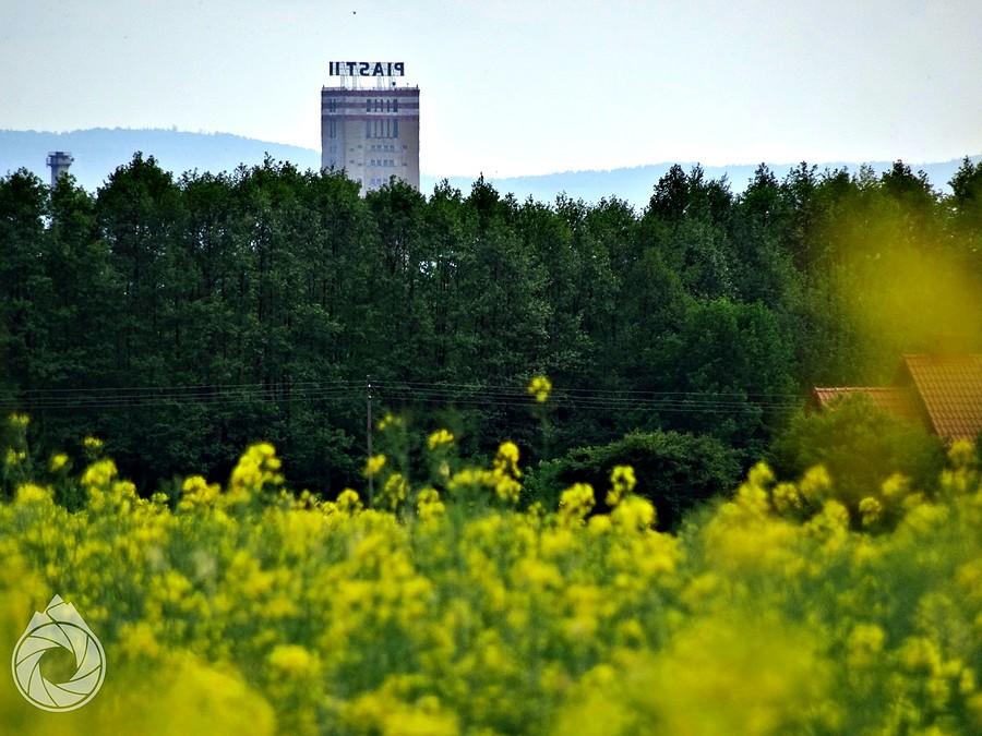 drugi szyb Piasta za lasem i rzepakiem