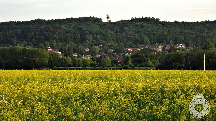 #50OdcieniZapałki - nad rzepakami