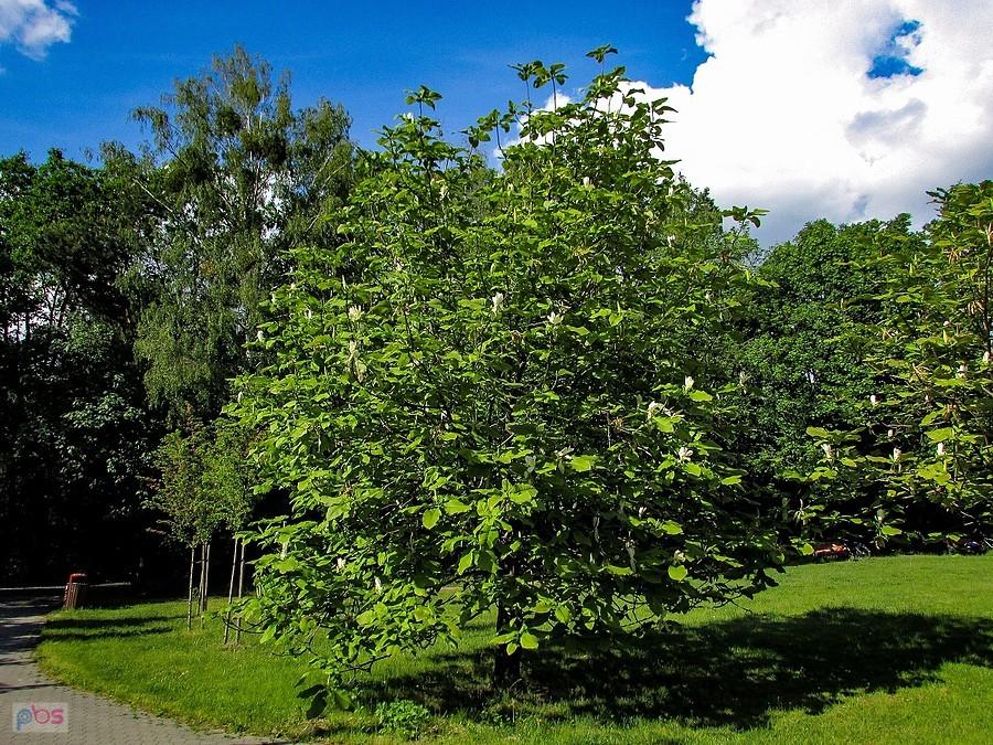 Ta magnolia kwitnie dopiero po rozwoju liści