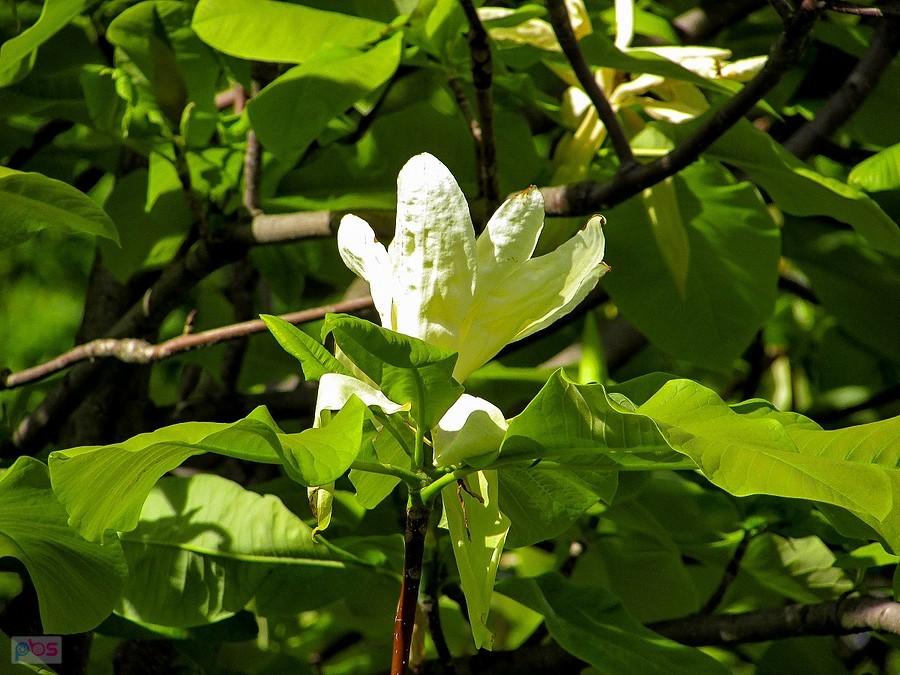 Kwiat magnolii parasolowatej