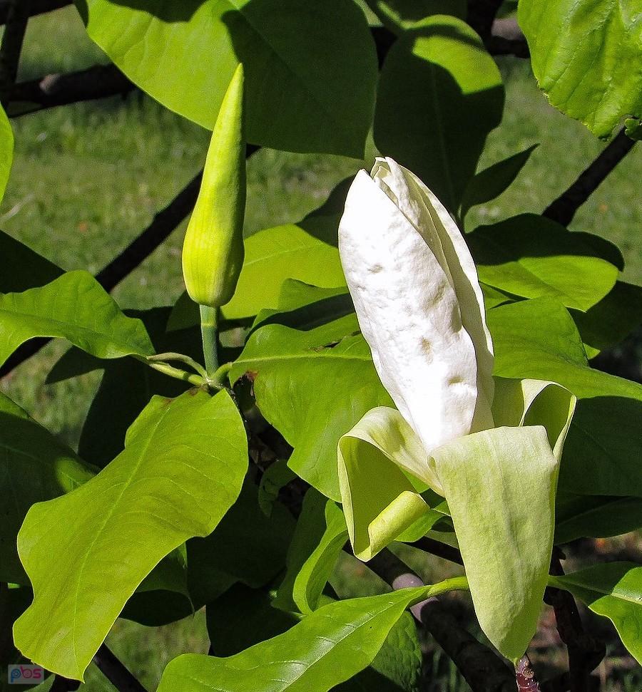 Magnolia parasolowata będzie kwitnąć do końca czerwca