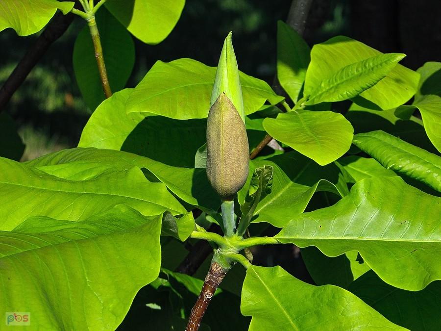 Wyróżnikiem magnolii parasolowatej są bardzo duże liście