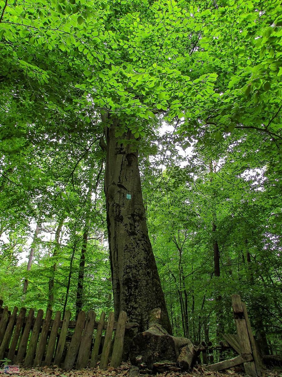 Pomnikowy buczek