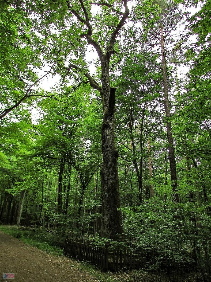 Strzelisty dąbczak