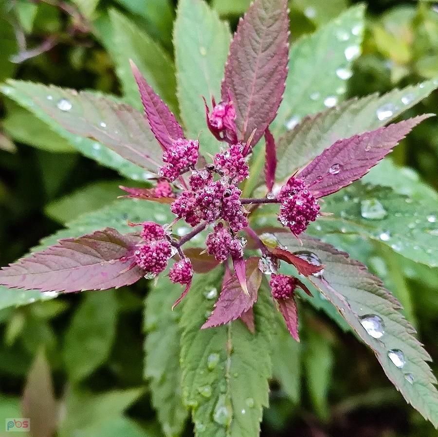 Spiraea z kropelkami deszczu