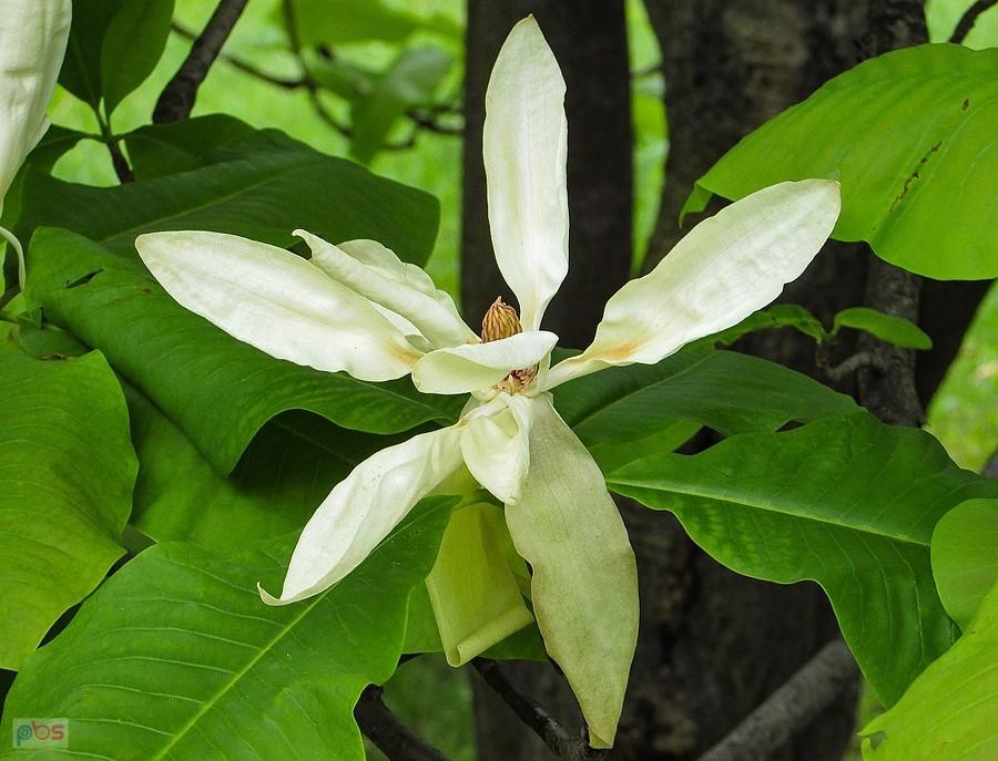 Rozwinięty kwiat magnolii