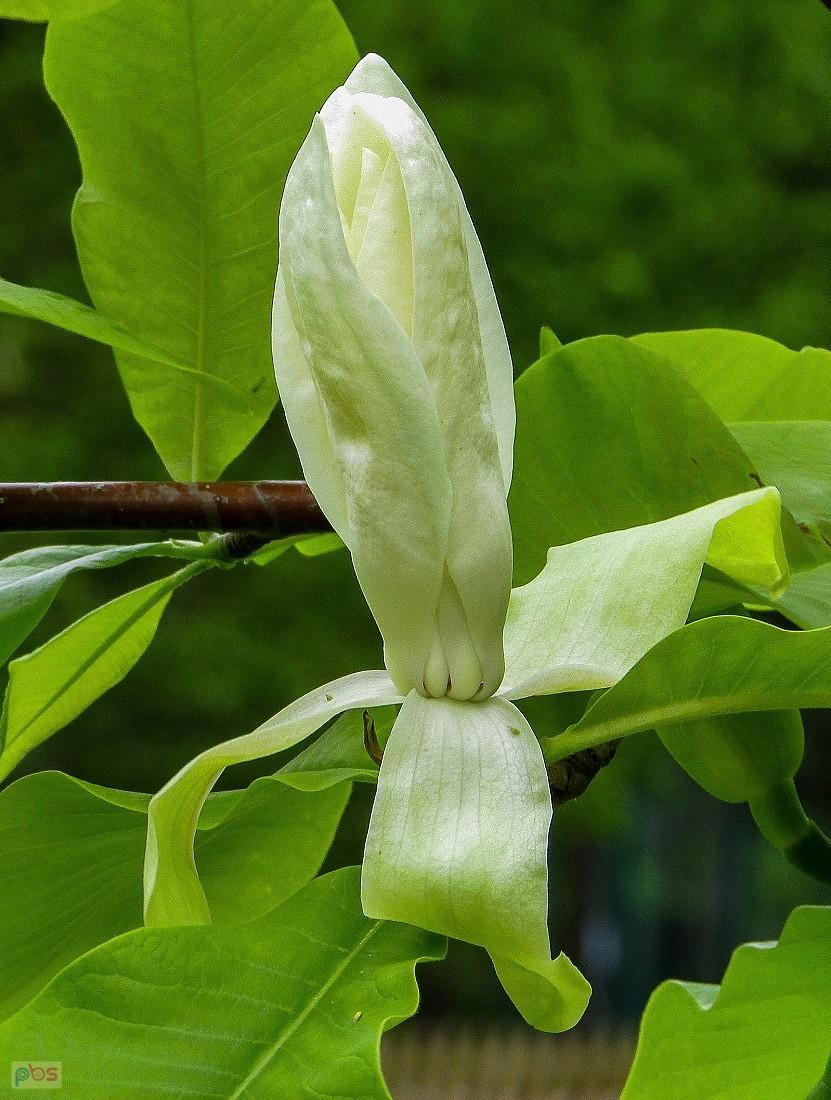 Kwiat magnolii jeszcze w pąku