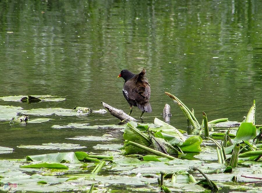 Sfatygowana kokoszka
