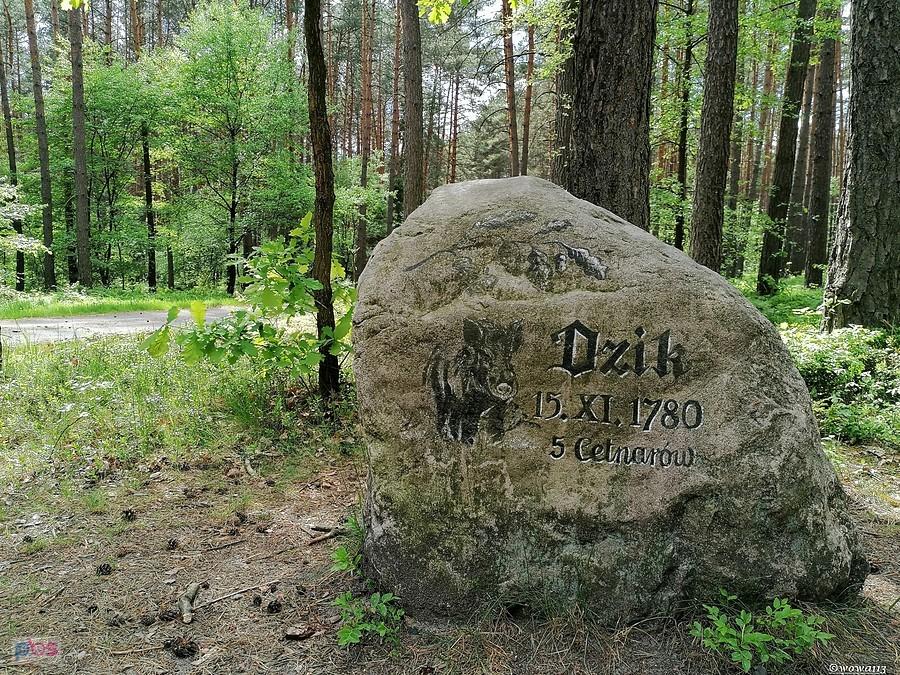 Kamień "Dzik"
