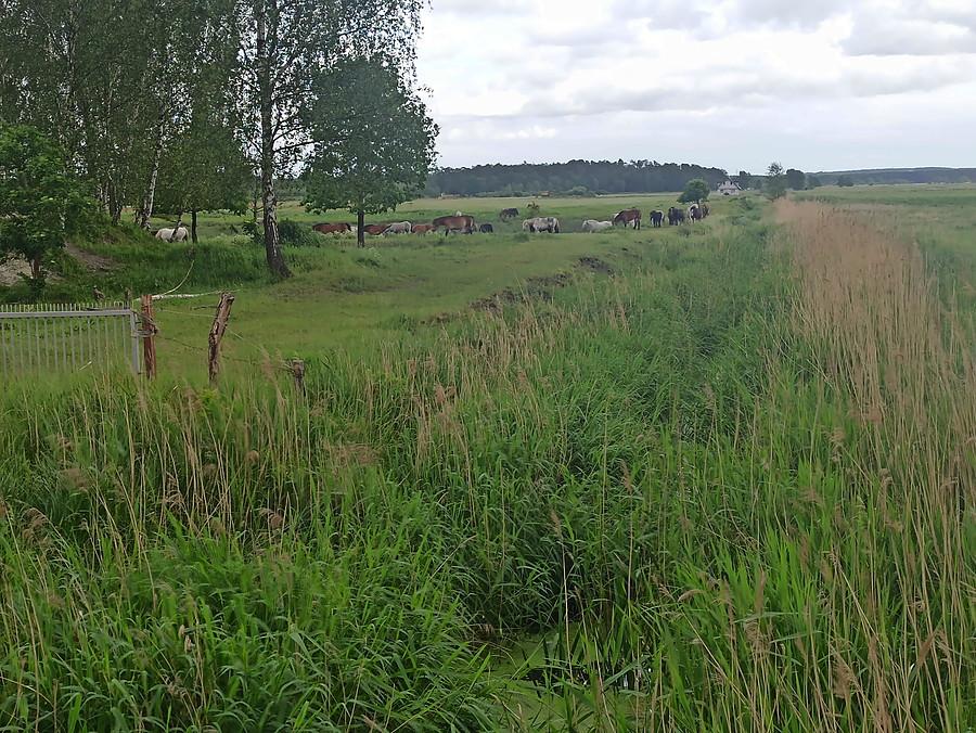 Pastwisko na skraju Sławoszewa.