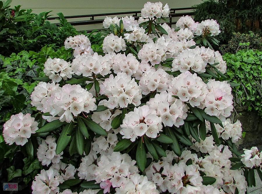 Rododendron wielkokwiatowy