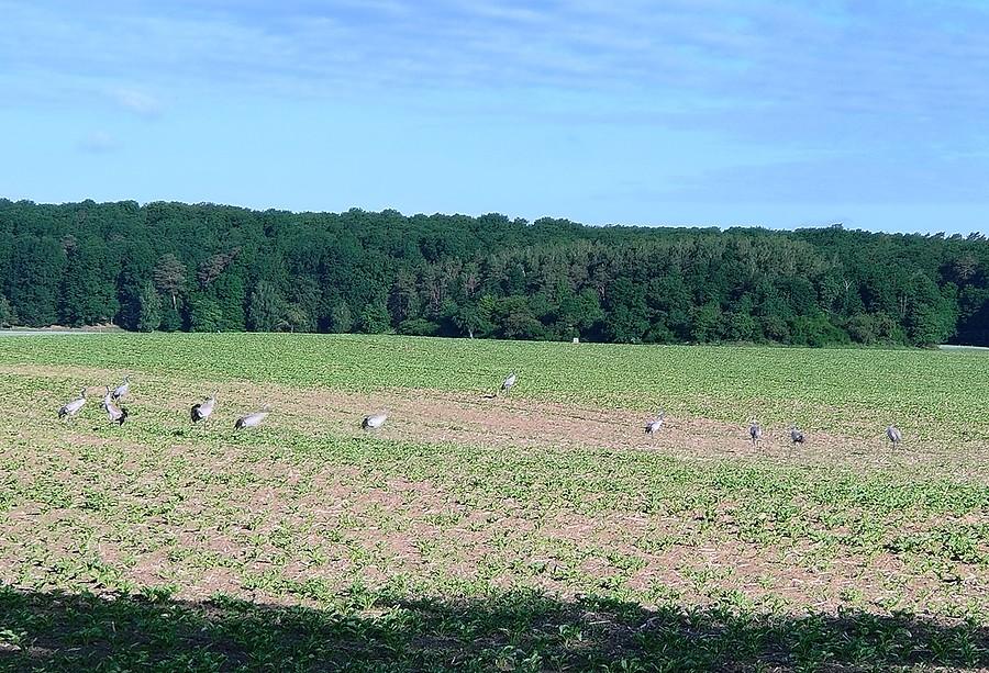 Karłowickie żurawie