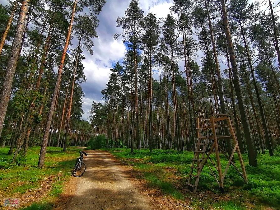 Borówkowe lasy