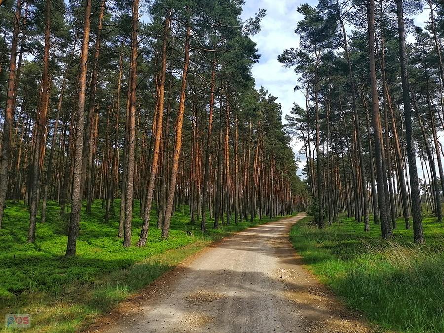 Koszęcińskie szutry