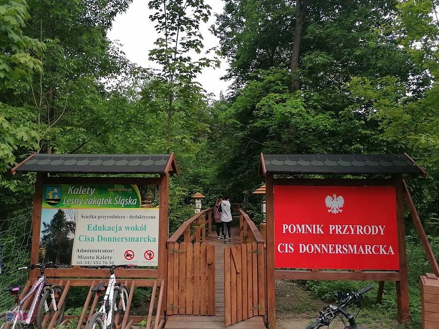 Ścieżka dydaktyczna przy Cisie Donnersmarcka