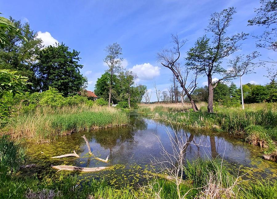 Słoneczne bagno w Trzcielinie