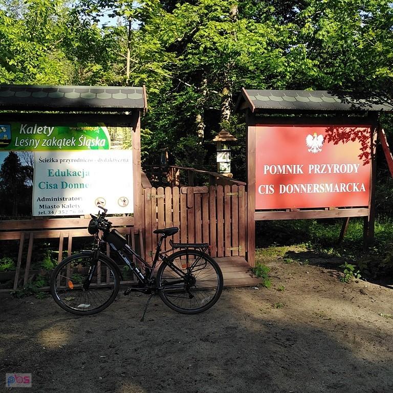 Pomnik przyrody