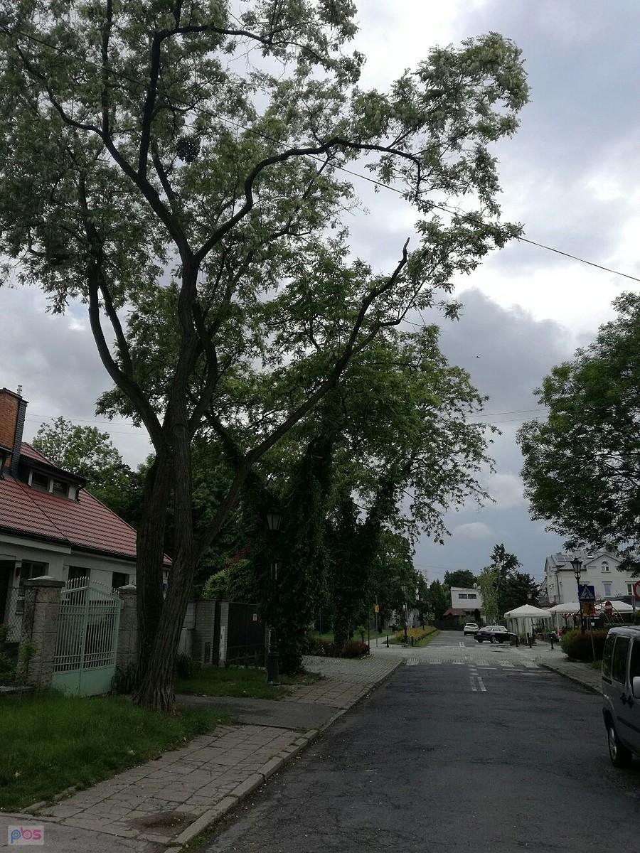 Akacje z ulic Sadyby