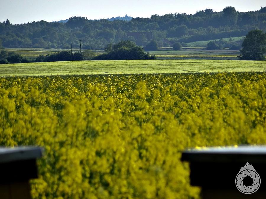 ostatnie przekwitające rzepaczki dla pszczół