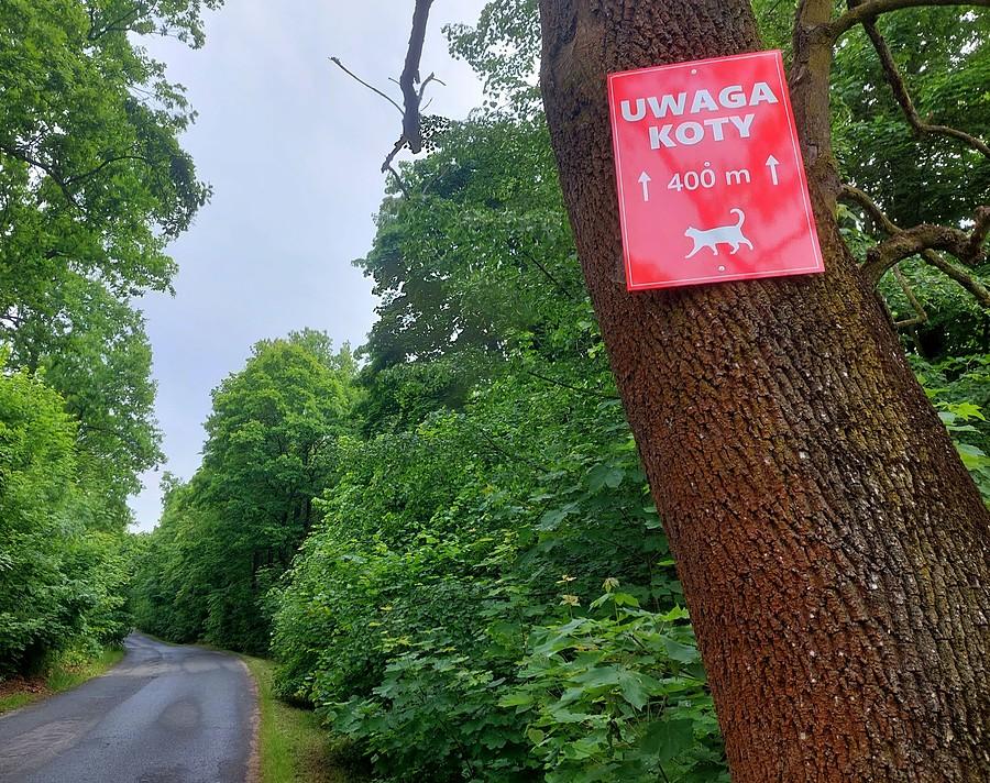 Uwaga koty! Ostrzeżenie na Przełęczy Karpnickiej