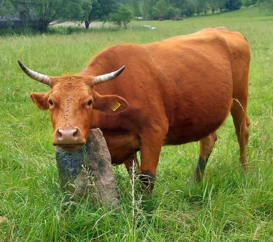 Zamyślona krówka :)